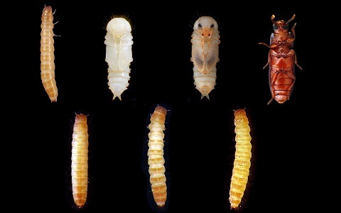 La metamorfosis de los insectos y la pubertad humana están relacionadas